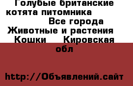 Голубые британские котята питомника Silvery Snow. - Все города Животные и растения » Кошки   . Кировская обл.